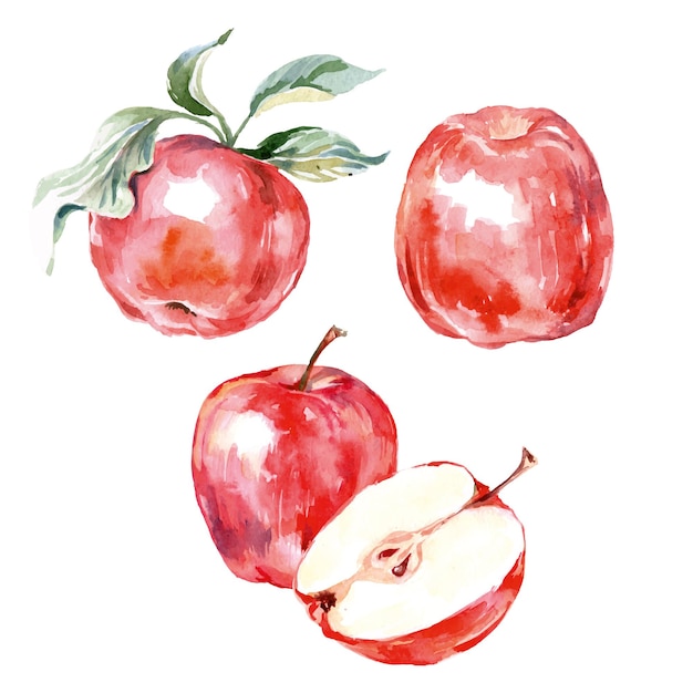 Watercolor apples. Vector illustration