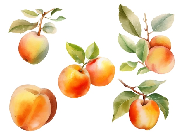 Watercolor apricot fruit vector illustration