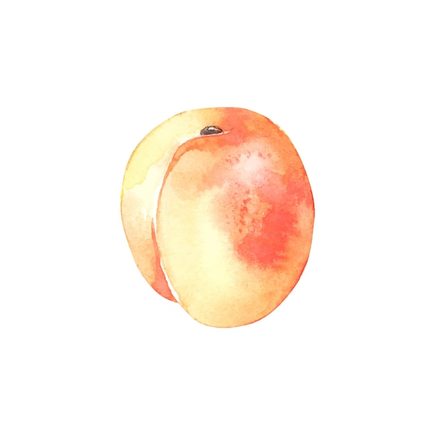 Watercolor apricot hand drawn organic food fruit for logo label and packaging design