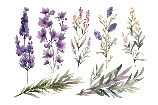 Vector watercolor arrangements with flowers lavender bouquets with wildflowers leaves branches decorative flower elements template flat cartoon illustration isolated on white background