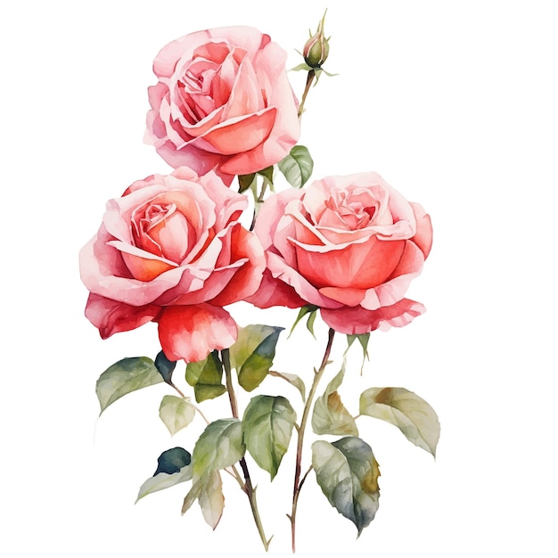 Watercolor art style roses with clean background