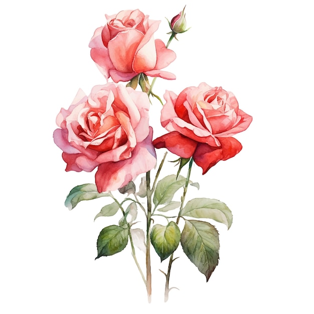 Watercolor art style roses with clean background