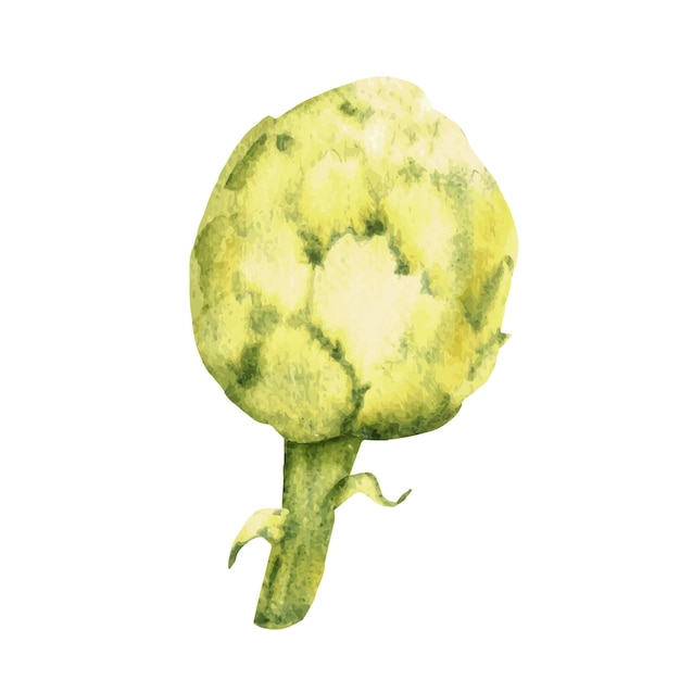 ベクトル ヴィンテージスタイルの水彩のアーチチョークの手絵の野菜のイラストが白に隔離されています