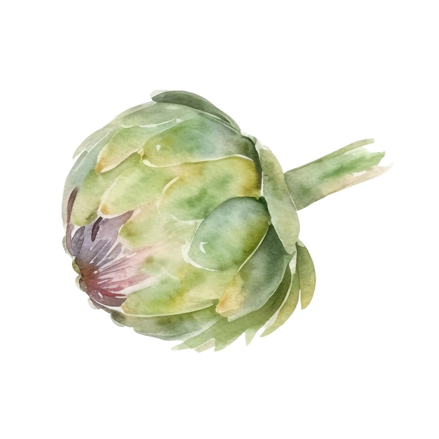 Watercolor Artichoke Illustration Handdrawn fresh food design element isolated on a white background