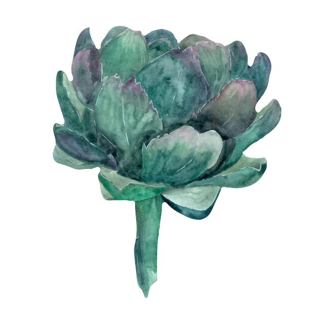 Watercolor artichoke