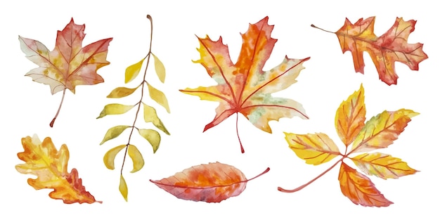 白に分離された水彩画の秋のコレクションカラフルな葉セット