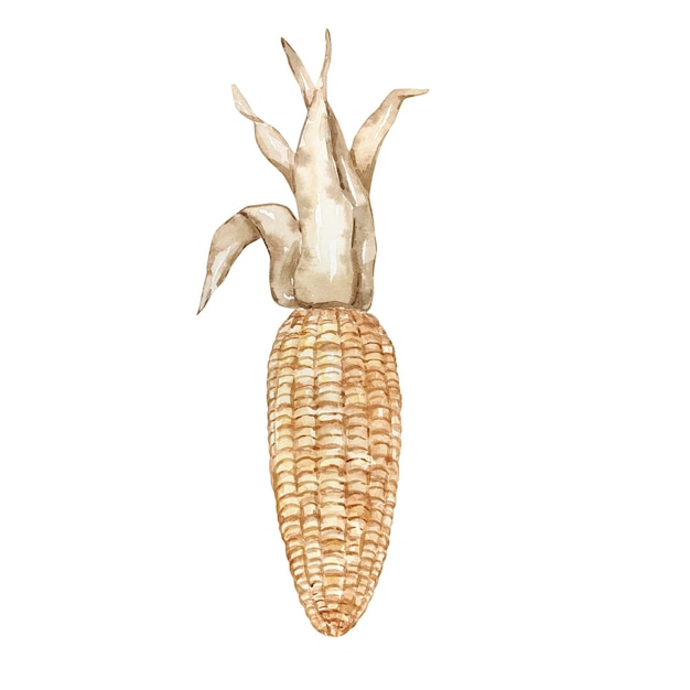 Watercolor autumn corn with dry leaves