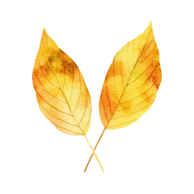 Vector watercolor autumn leaf illustration
