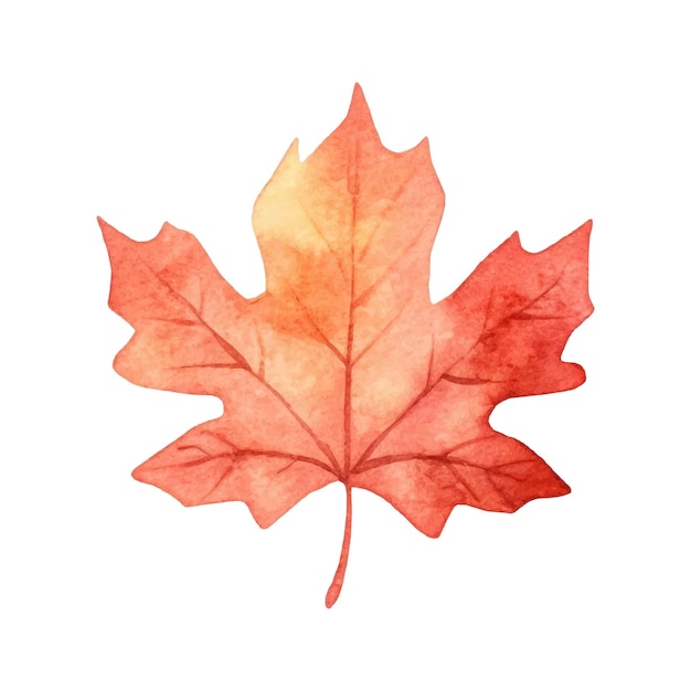 Watercolor autumn leaf illustration