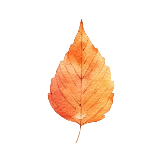 Watercolor autumn leaf illustration