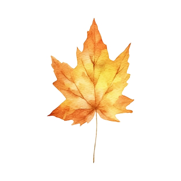 Watercolor autumn leaf illustration