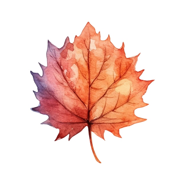 Watercolor autumn leaf illustration