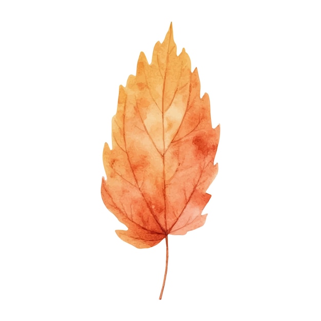 Watercolor autumn leaf illustration