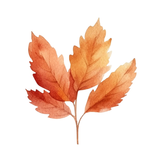 Watercolor autumn leaf illustration