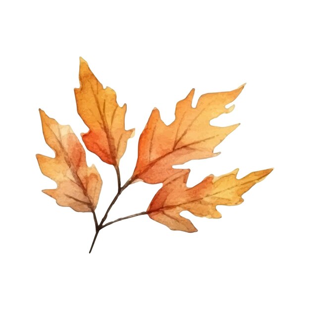 Watercolor autumn leaf illustration