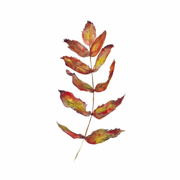 Vector watercolor autumn leaf