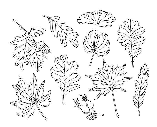 Watercolor autumn leaves, acorn and rosehip isolated black contour elements set	for coloring page