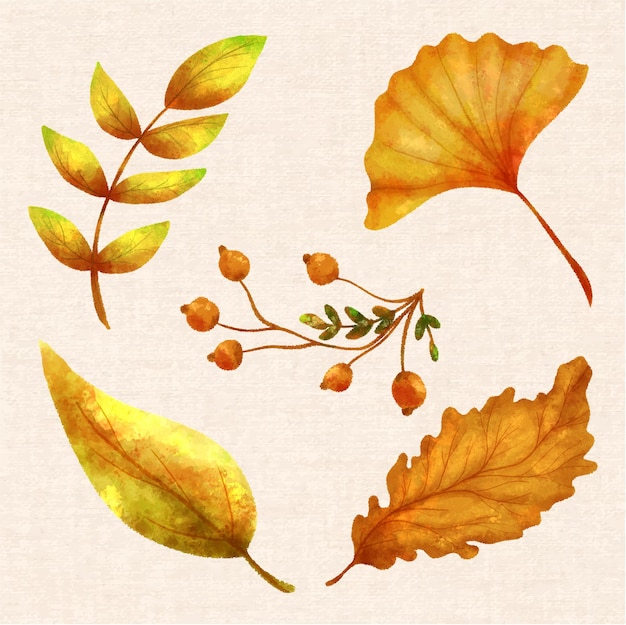 Watercolor Autumn Leaves Illustrations 03