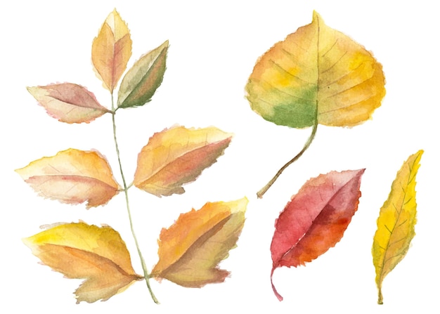 Watercolor autumn leaves isolated on white