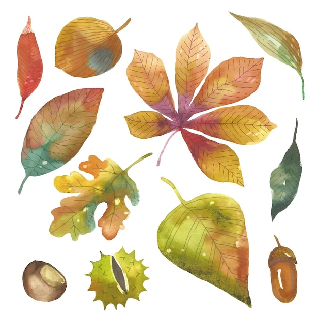 Watercolor autumn leaves pack