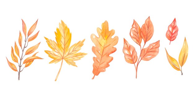 Watercolor autumn leaves set. High quality photo