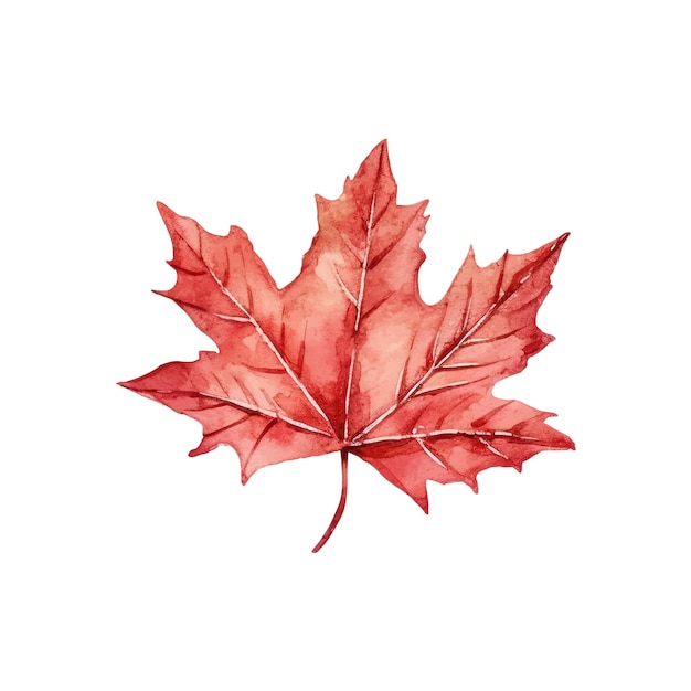 Vector watercolor autumn leaves