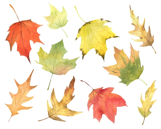 Vector watercolor autumn maple leaves