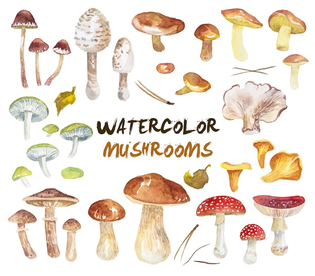 watercolor autumn mushrooms isolated on white