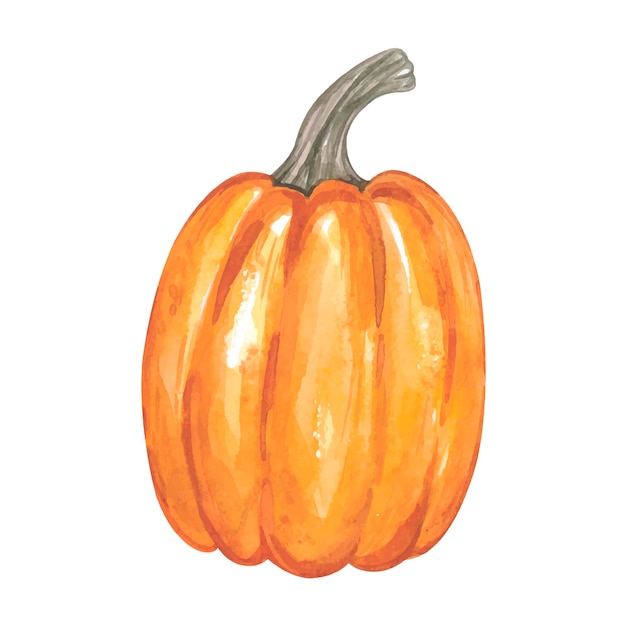 Watercolor autumn pumpkin. High quality illustration