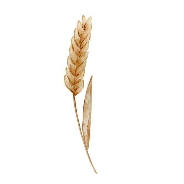 Vector watercolor autumn spikelet of wheat