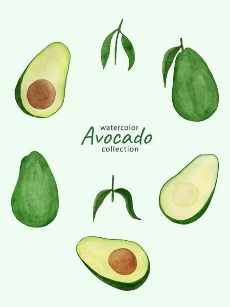 Vector watercolor avocado fruits and leaves collection