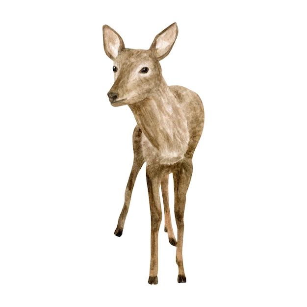 Vector watercolor baby deer illustration in realistic style