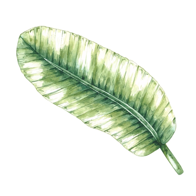 Watercolor banana leaf