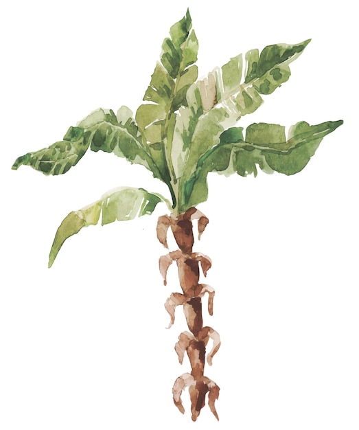 Акварельное банановое дерево на белой иллюстрации