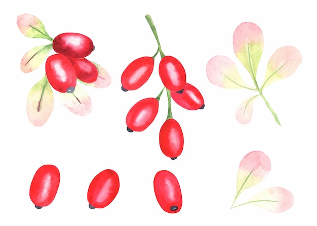 Watercolor barberry clipart Red berries illustration bundle