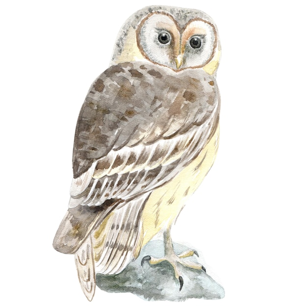 Vector watercolor barn owl on branch