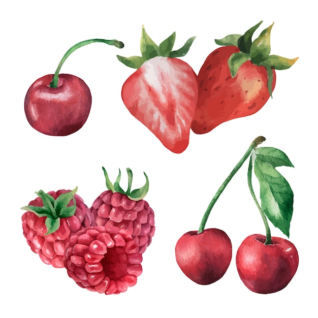 Вектор Акварель ягодный набор рисованной вишневой клубники и малины иллюстрации