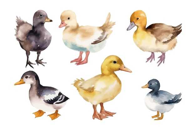 Watercolor bird collection Duck vector illustration Farm animal