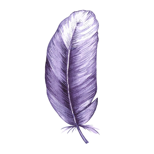 Watercolor bird feather