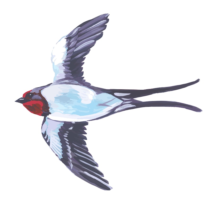 Vector  watercolor bird flying swallow