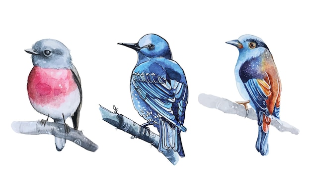 Watercolor Bird Vector Illustration Set