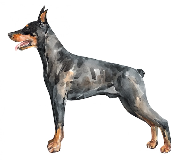 Watercolor black doberman pinscher. Watercolor hand drawn illustration.