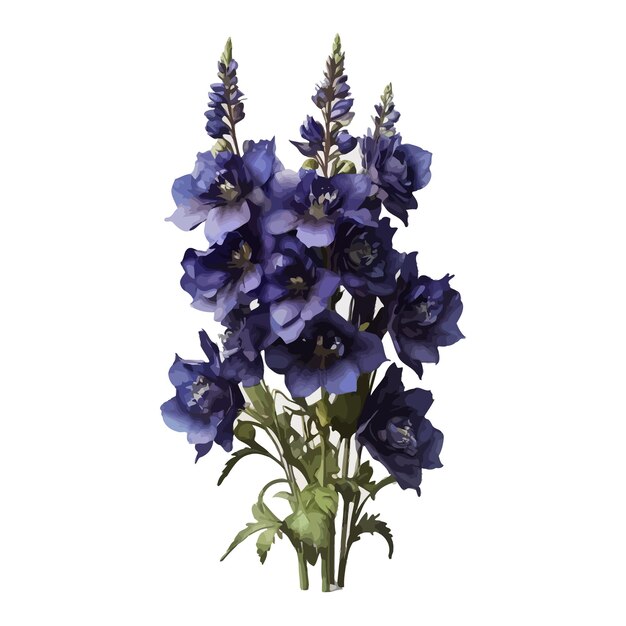 watercolor black knight delphinium clipart editable white background