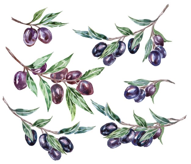 watercolor black olive branches. vector illustration.