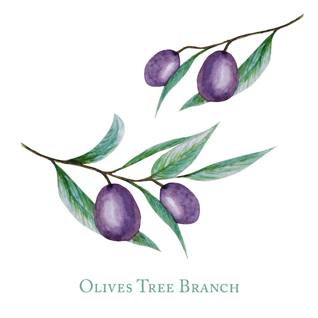 Watercolor black olive tree branch leaves fruits, realistic olives botanical illustration isolated,