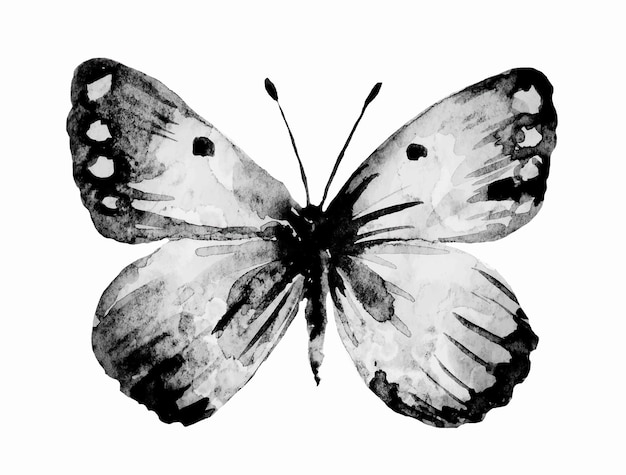 Watercolor black and white butterfly Lepidoptera monochrome illustration