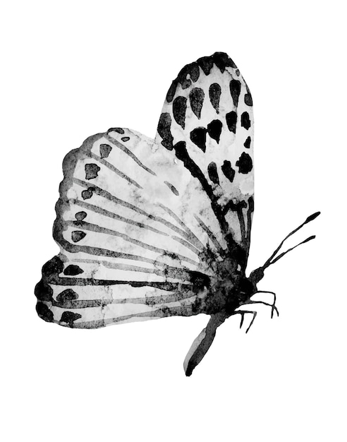 Watercolor black and white butterfly Lepidoptera monochrome illustration