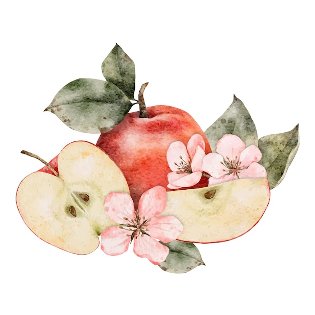 벡터 수채화 꽃이 피는 사과 나무 가지 녹색과 빨간색 익은 사과 구성 손으로 그린 사과