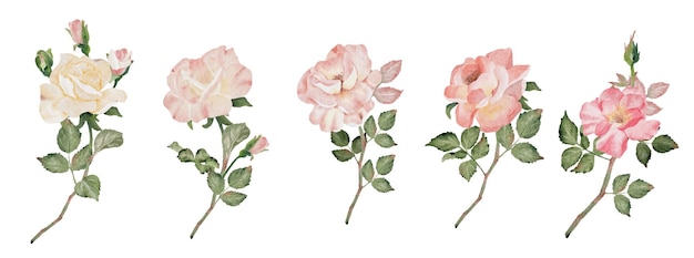 Watercolor blooming rose branch flower bouquet collection digital painting