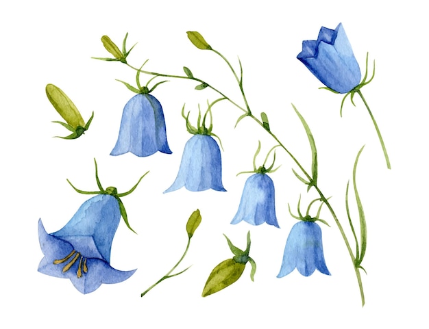 Вектор Акварель blue bell flower ручной рисунок векторного набора с колокольчиком иллюстрация колокольчика